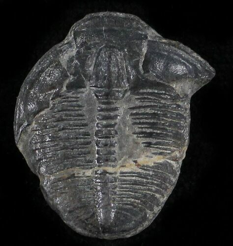 Elrathia Trilobite - Wheeler Shale, Utah #24852